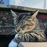 Chester is registered to the contest to win money with this photo: cat, tabby, sleeping, outdoor, sunlight, wooden_bench, weathered, rustic, peaceful, pet, animal, feline, relaxed, daytime, nature, concrete, close_up, whiskers, fur, resting