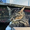 cat, tabby, sleeping, outdoor, sunlight, wooden_bench, weathered, rustic, peaceful, pet, animal, feline, relaxed, daytime, nature, concrete, close_up, whiskers, fur, resting
