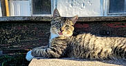 Chester joined the competition — help win amazing prizes! animal, bench, candid, cat, daylight, ears, fur, green_eyes, nature, outdoor, pet, relaxed, resting, stone, sunlight, tabby, texture, tongue_out, whiskers, wood