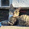 Chester joined the competition — help win amazing prizes! cat, tabby, animal, pet, outdoor, sunlight, resting, tongue_out, bench, wood, stone, fur, whiskers, ears, green_eyes, nature, relaxed, daylight, texture, candid