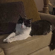 Carter joined the competition — help win amazing prizes! cat, feline, pet, lounging, couch, armrest, indoor, furniture, pillow, cushion, relaxed, sleeping, white_fur, gray_fur, domestic_animal, cozy, lamp, home, resting, quiet