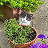 Carter joined the competition — help win amazing prizes! cat, concrete, curious, cute, eyes, flower_pot, garden, green_plants, kitten, leaf, nose, outdoor, petunia, purple_flowers, sidewalk, soil, succulent, terracotta_pot, whiskers, young