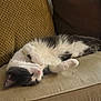 cat, tuxedo_cat, sleeping, couch, cushion, pillow, fur, whiskers, paw, nap, indoor, cozy, living_room, upholstery, pet, pink_nose, stretched_out, relaxed, soft_texture, home