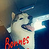 Looky a rejoint le concours — aidez-le/la à gagner de superbes lots ! ancient_dog_breeds, automotive_exterior, canidae, canis, carnivore, companion_dog, dog, dog_breed, font, herding_dog, jaw, logo, non_sporting_group, pet_supply, photo_caption, sky, spitz, sporting_group, tail, working_dog