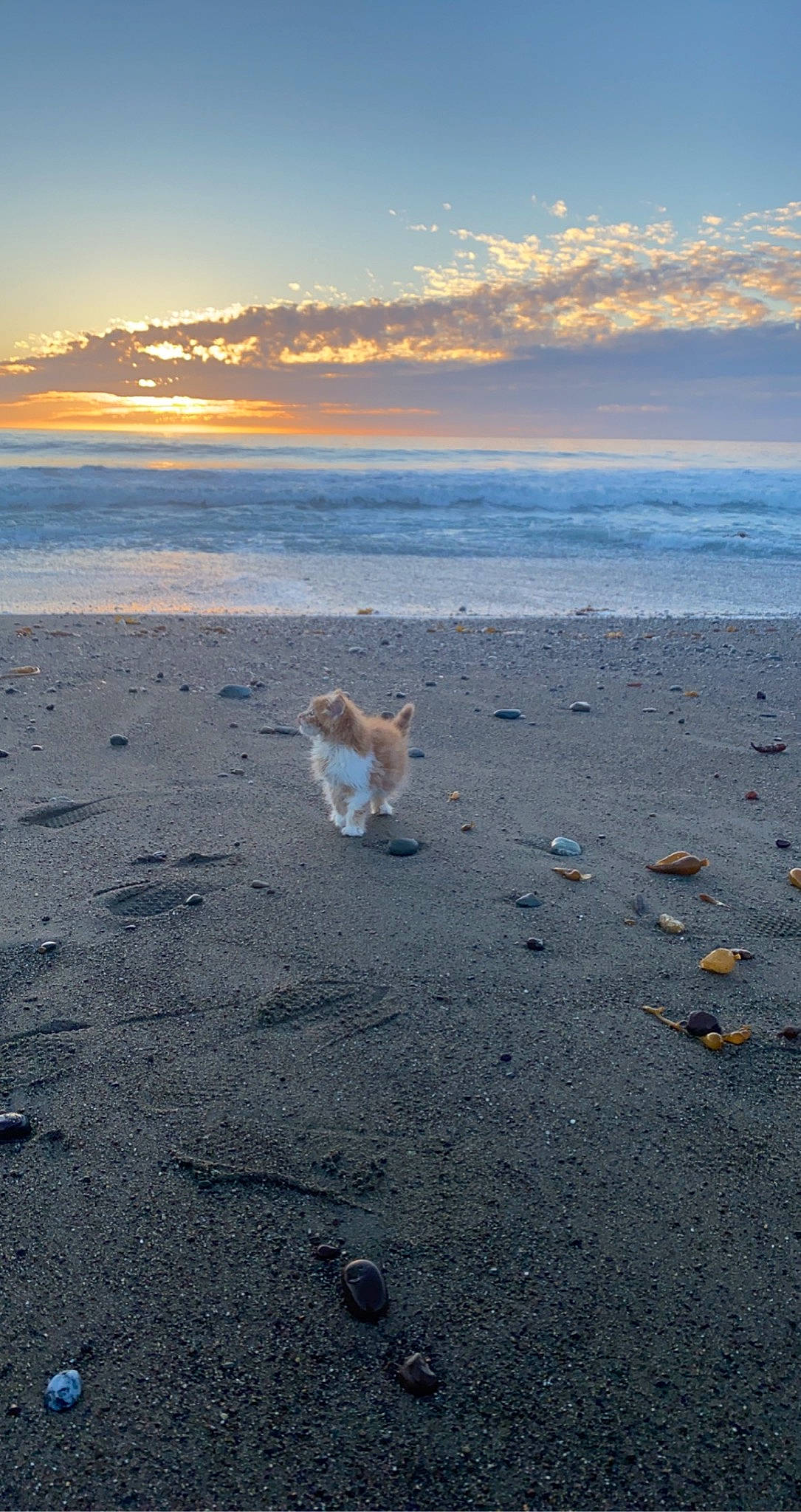 Bella joined the competition — help win amazing prizes! beach, calm, canidae, carnivore, coast, coastal_and_oceanic_landforms, dog, dusk, evening, fawn, horizon, ocean, sand, sea, shore, sunlight, sunrise, sunset, tail, wind_wave