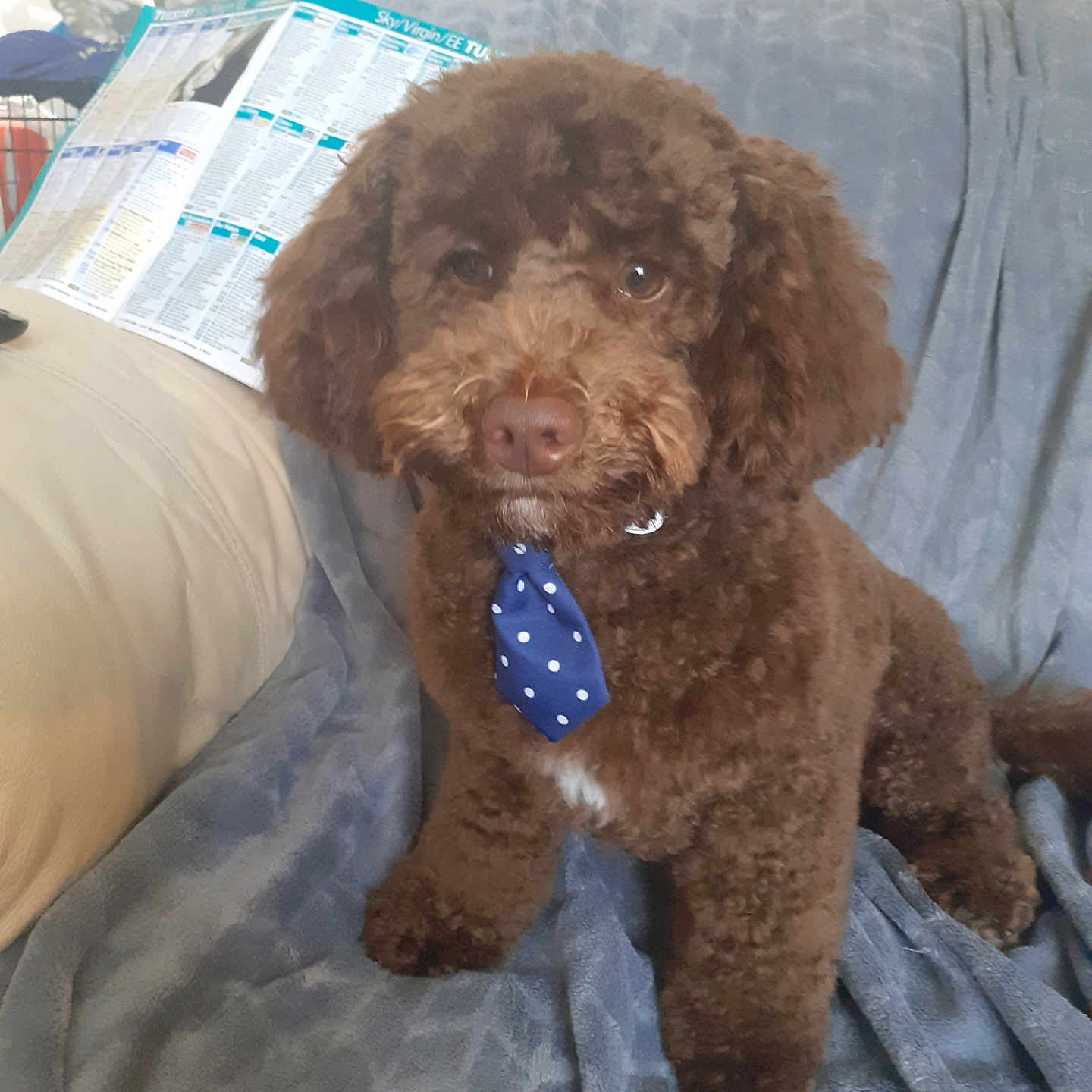 Biscuit is registered to the contest to win money with this photo: accessories, animal, bed, bedroom, canine, cockerspaniel, couch, cushion, dog, formalwear, furniture, homedecor, indoors, linen, necktie, pet, poodle, puppy, terrier, tie