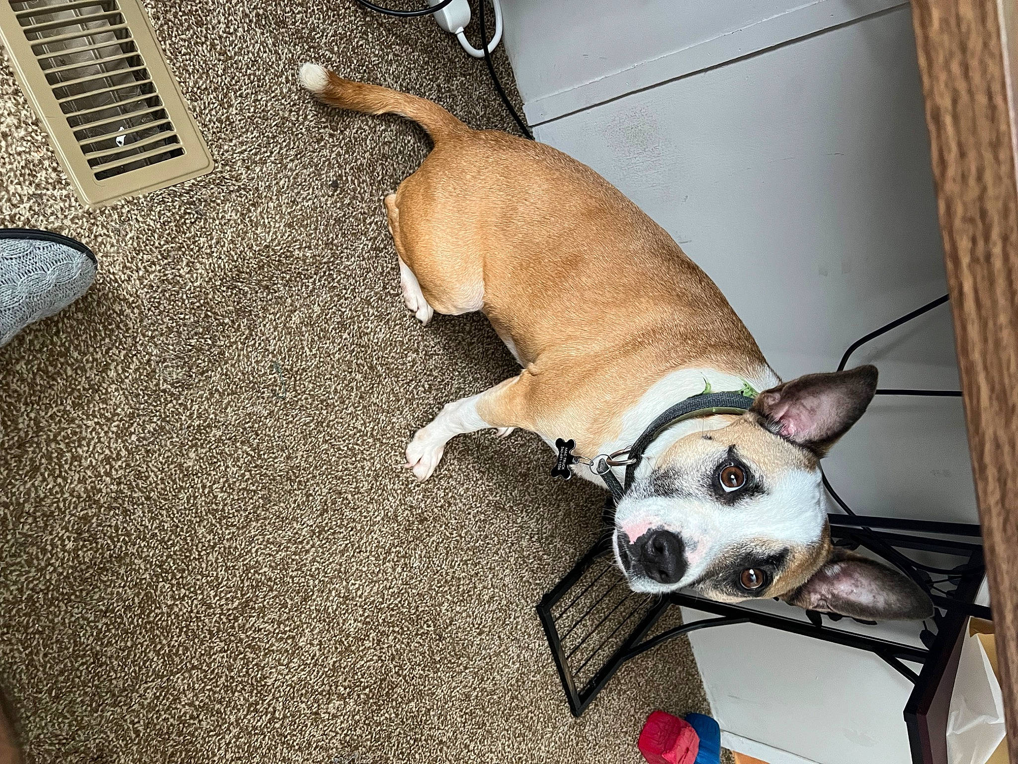 Mac joined the competition — help win amazing prizes! canidae, carnivore, collar, comfort, companion_dog, dog, dog_breed, dog_collar, dog_supply, fawn, flooring, fur, paw, pet_supply, snout, sporting_group, terrestrial_animal, toy_dog, whiskers, working_animal