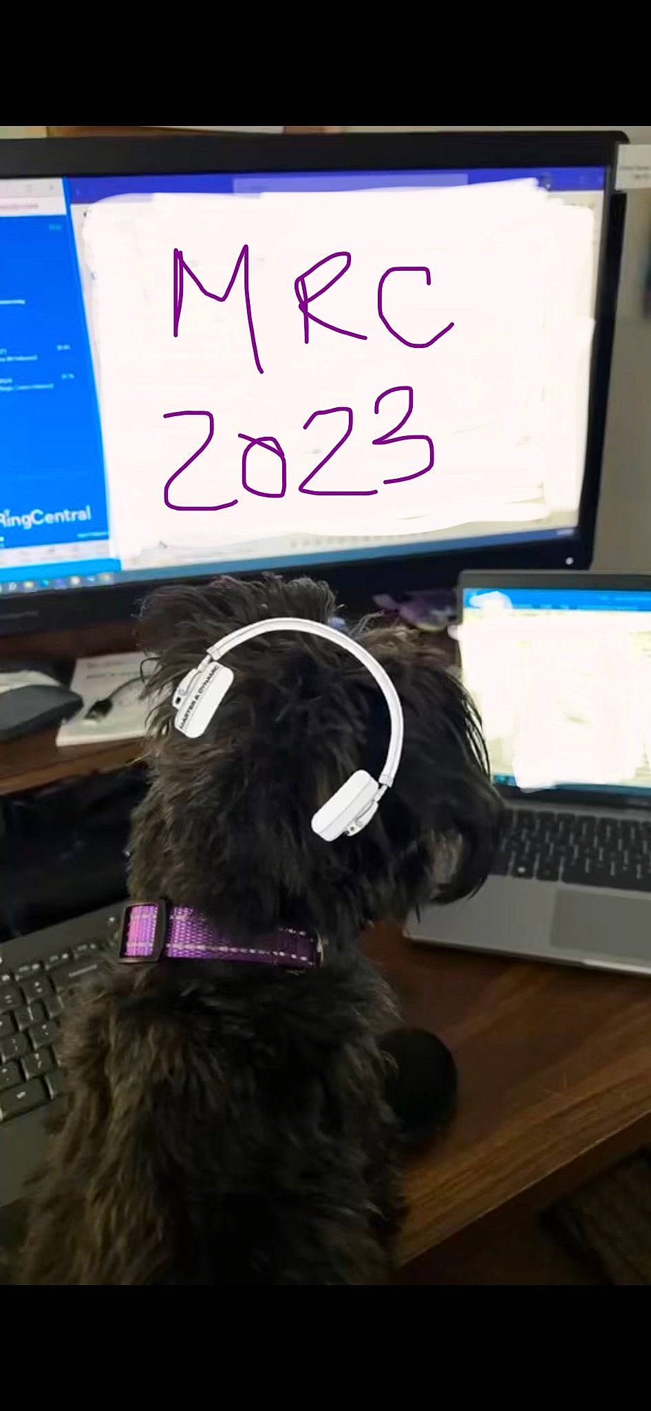 Miley joined the competition — help win amazing prizes! carnivore, collar, companion_dog, computer, computer_keyboard, dog, dog_breed, electronic_device, eyewear, gadget, handwriting, input_device, laptop, mammal, netbook, output_device, peripheral, personal_computer, snapshot, space_bar