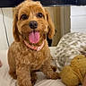 dog, pet, tongue_out, collar, bed, cute, fluffy, indoor, happy, animal, brown_fur, toy, blanket, home, canine, furniture, domestic, companion, portrait, smiling