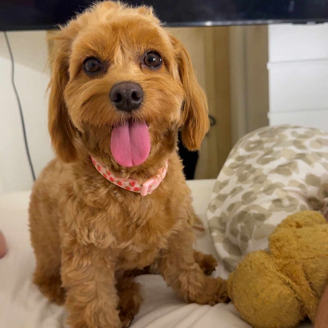 Daisy