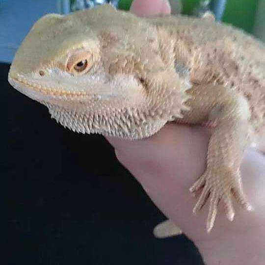 Ozzie joined the competition — help win amazing prizes!