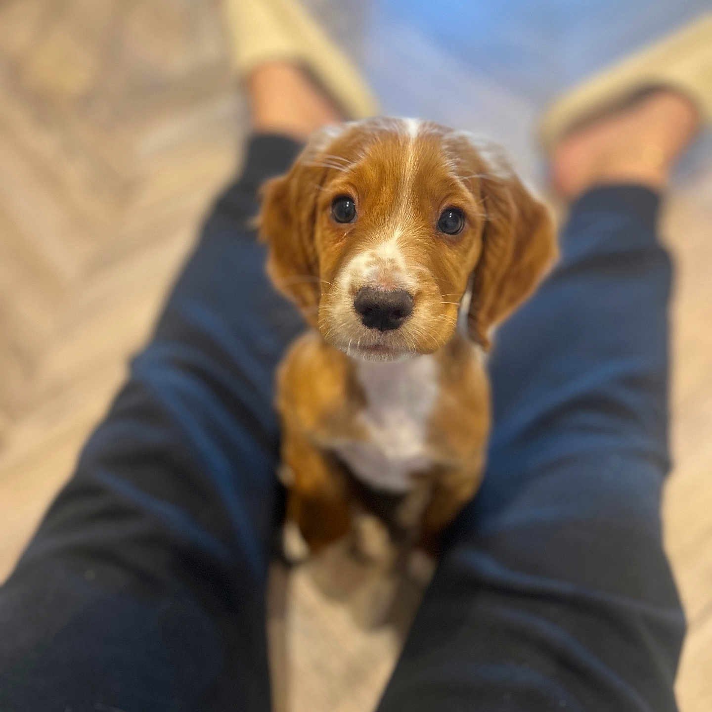 Walnut Aka Wally is registered to the contest to win money with this photo: accessories, adult, animal, beagle, canine, clothing, cockerspaniel, dog, goldenretriever, hardwood, hound, jeans, male, man, pants, person, pet, puppy, strap, wood