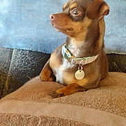 Maggie May is registered to the contest to win money with this photo: dog, chihuahua, pet, collar, tag, sitting, paw, blanket, towel, couch, indoor, portrait, brown_fur, small_dog, looking_away, ears, cozy, domestic_animal, alert, whiskers