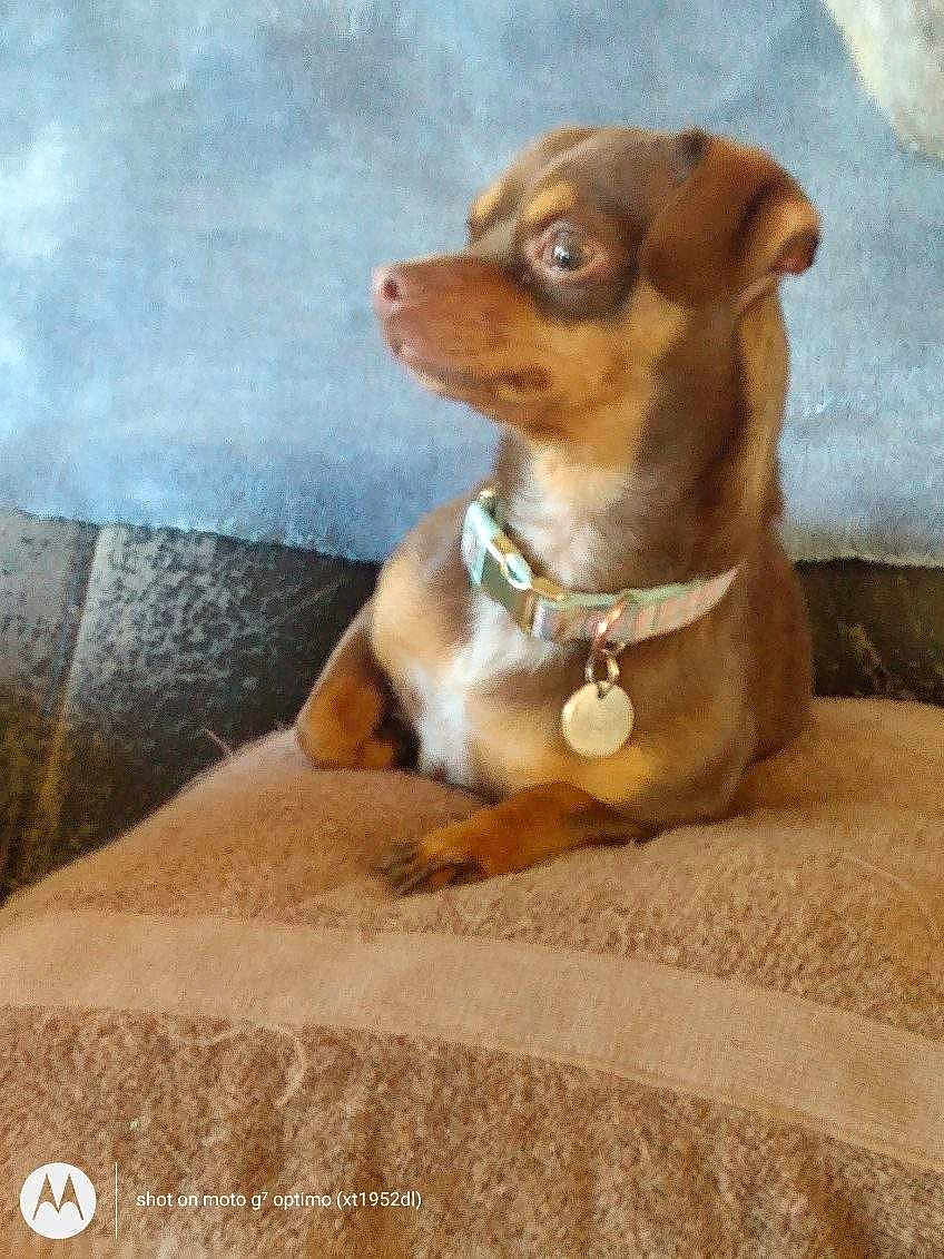 Maggie May is registered to the contest to win money with this photo: dog, chihuahua, pet, collar, tag, sitting, paw, blanket, towel, couch, indoor, portrait, brown_fur, small_dog, looking_away, ears, cozy, domestic_animal, alert, whiskers