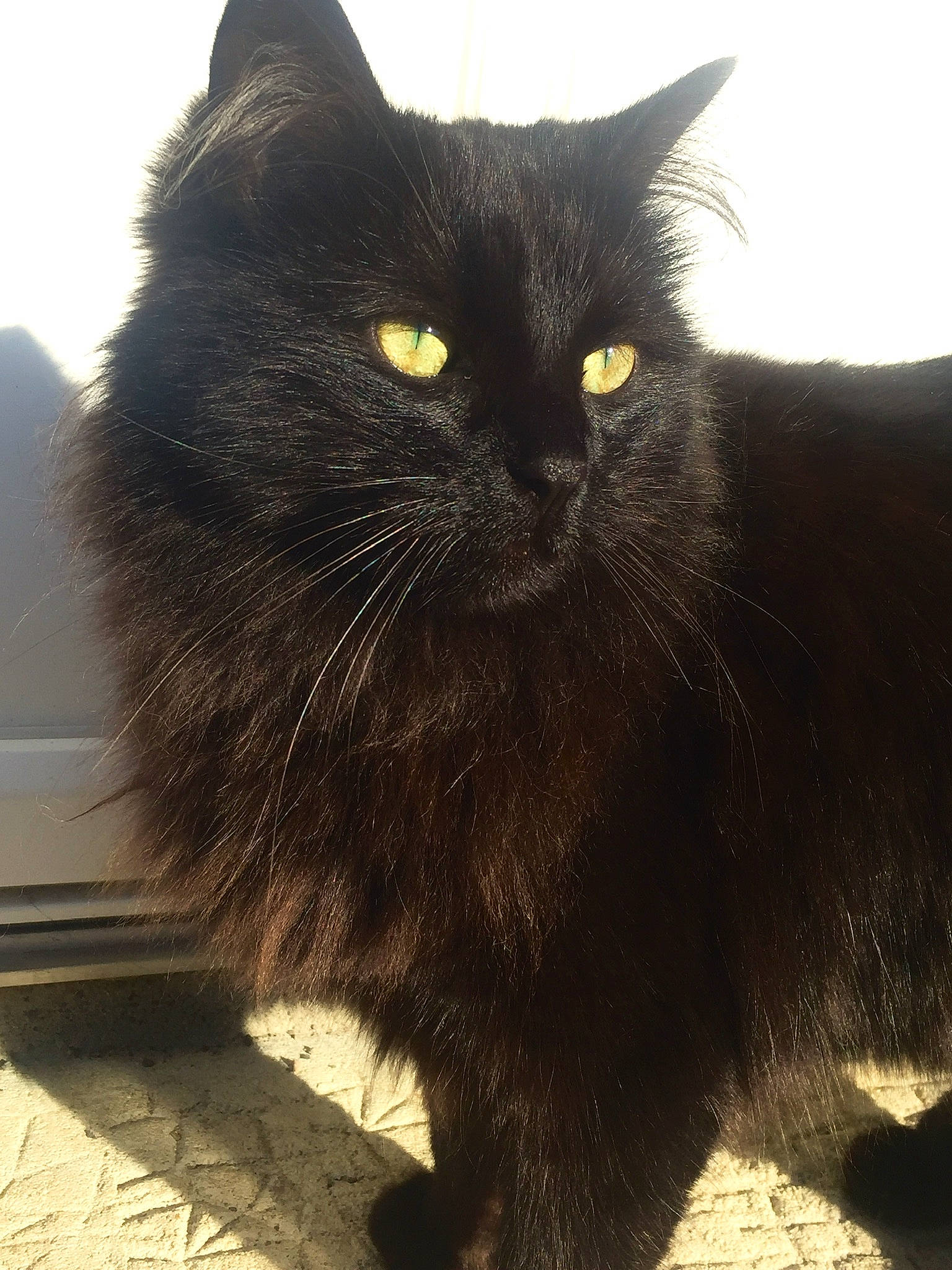 Baguerra a rejoint le concours — aidez-le/la à gagner de superbes lots ! black_cat, bombay, carnivore, cat, claw, comfort, domestic_short_haired_cat, felidae, fur, iris, paw, small_to_medium_sized_cats, snout, tail, terrestrial_animal, whiskers