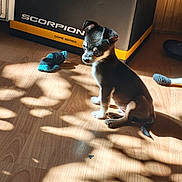 Nero participe au concours pour gagner de l'argent avec cette photo : alert, animal, black_and_white, chew_toy, cute, dog, home, indoors, natural_light, pet, portrait, puppy, scorpion_box, shadow, sitting, small_dog, sunbeam, sunlight, toy, wooden_floor