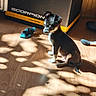 alert, animal, black_and_white, chew_toy, cute, dog, home, indoors, natural_light, pet, portrait, puppy, scorpion_box, shadow, sitting, small_dog, sunbeam, sunlight, toy, wooden_floor