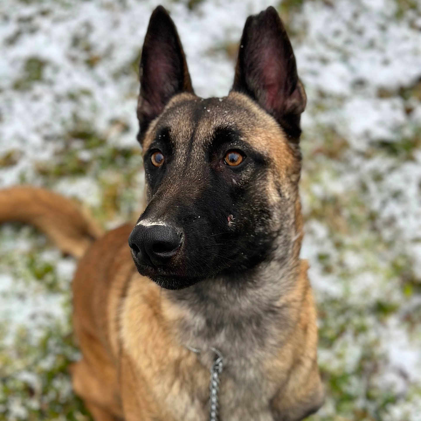 Urus a rejoint le concours — aidez-le/la à gagner de superbes lots ! animal, canine, dog, germanshepherd, hound, pet, policedog, puppy, snout