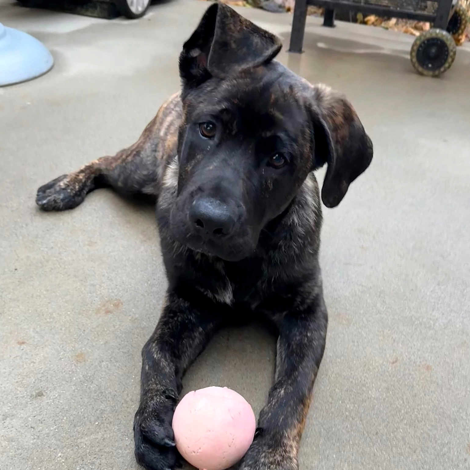 Marmaduke joined the competition — help win amazing prizes! dog, puppy, brindle, black_dog, lying_down, ball, pink_ball, toy, floppy_hat, hat, paws, ears, brown_eyes, indoor, floor, patio, playful, cute, portrait, pet