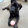 Marmaduke is registered to the contest to win money with this photo: bench, black_dog, brindle, brown_eyes, concrete, cute, dog, floppy_ears, front_paws, lying_down, outdoor, pet, pink_ball, playful, playground, portrait, puppy, toy, vehicle, wheels