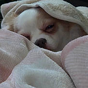 Boston is registered to the contest to win money with this photo: animal, blanket, closeup, comfort, cozy, cute, dog, face, fur, indoors, nose, pet, relaxation, resting, sleepy, snuggled, soft, towel, warm, wrapped