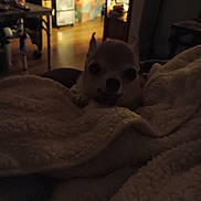 Daisy joined the competition — help win amazing prizes! animal, blanket, chihuahua, cozy, dim_lighting, dog, ears, floor, fur, furniture, home, indoor, paw, pet, room, small_dog, soft_texture, storage, table, wooden_floor