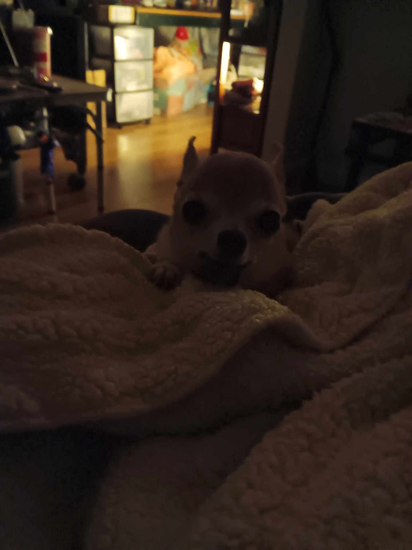 Daisy