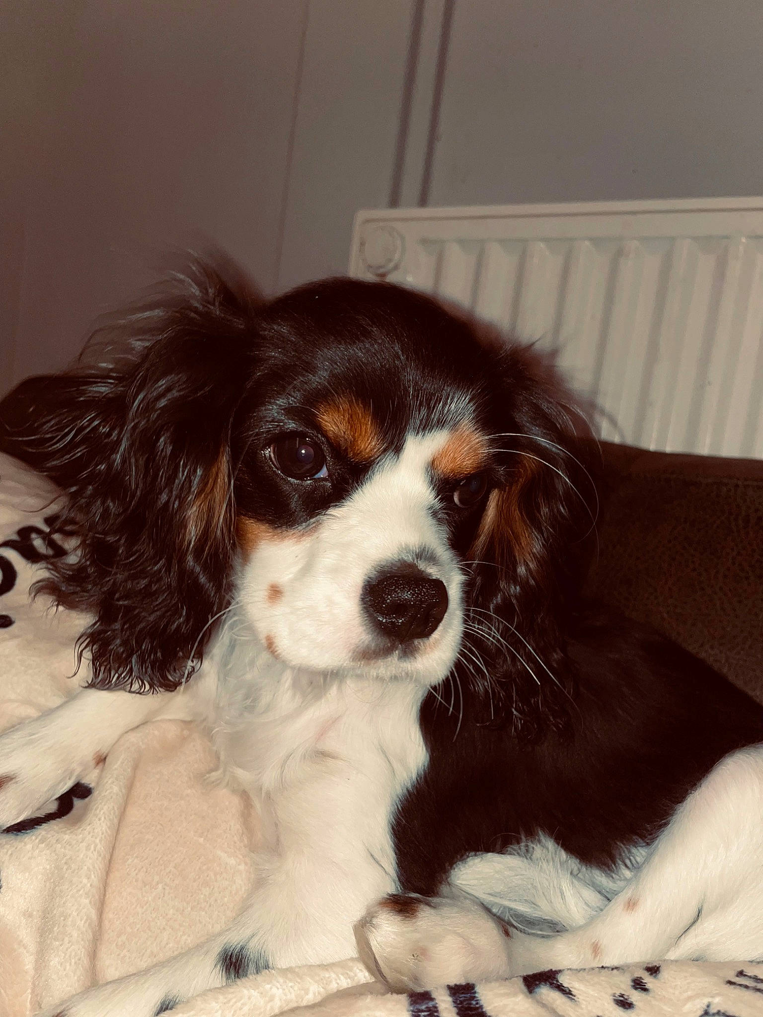 Happy a rejoint le concours — aidez-le/la à gagner de superbes lots ! bored, canidae, carnivore, cavalier_king_charles_spaniel, companion_dog, dog, dog_breed, door, fur, gun_dog, king_charles_spaniel, liver, snout, spaniel, sporting_group, terrestrial_animal, toy_dog, water_dog, whiskers, working_animal