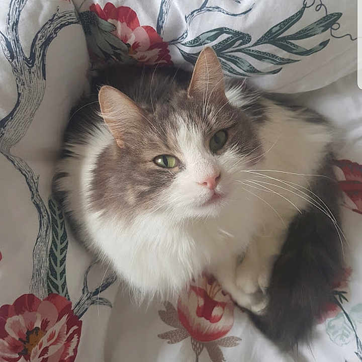 Capucine a rejoint le concours — aidez-le/la à gagner de superbes lots ! angora, animal, art, bed, blanket, cat, cushion, face, furniture, head, homedecor, indoors, kitten, manx, person, pet, pillow, porcelain, pottery, quilt