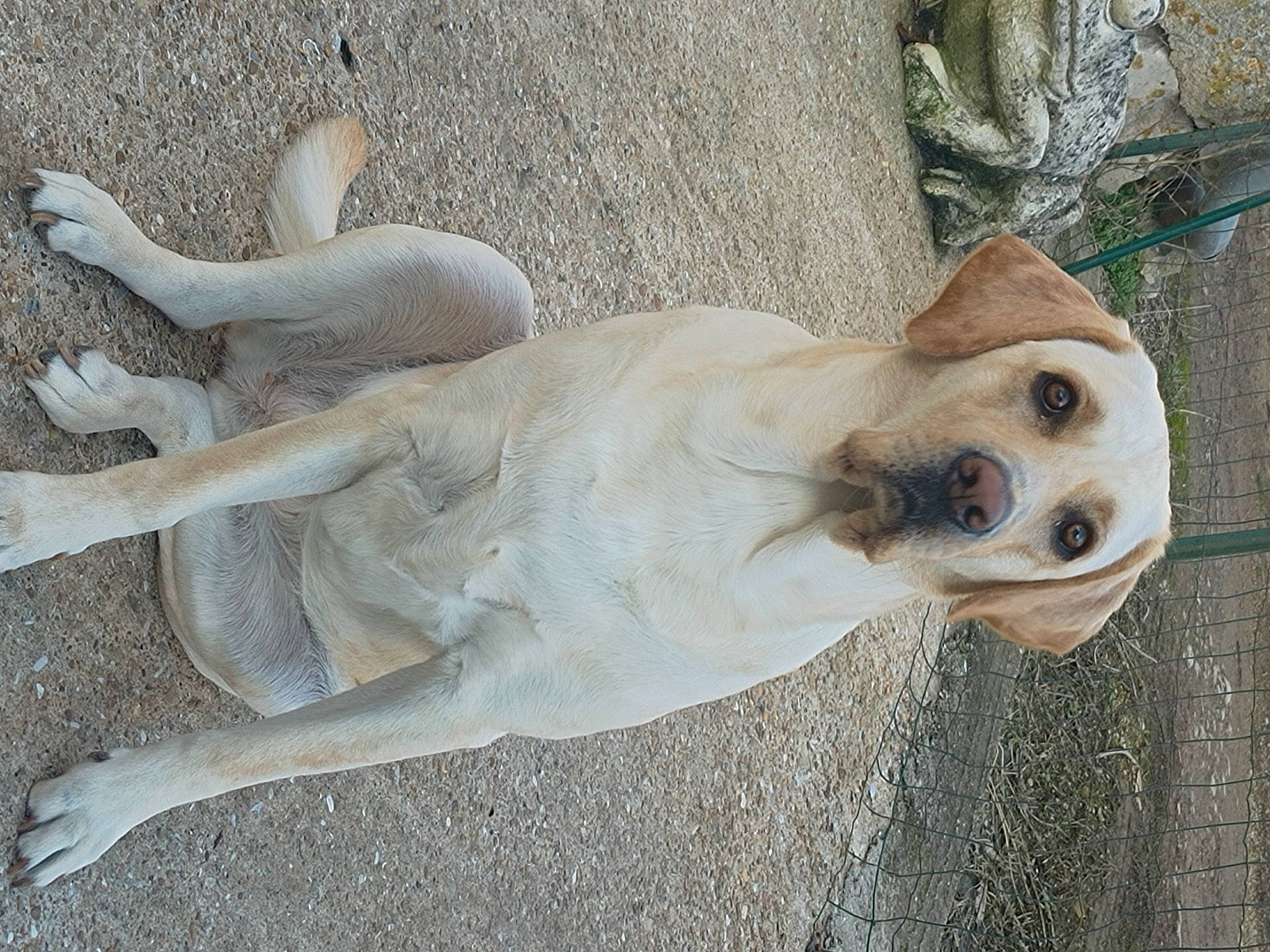 SaÏla participe au concours pour gagner de l'argent avec cette photo : ancient_dog_breeds, art, canidae, carnivore, companion_dog, dog, dog_breed, fawn, fur, paw, sculpture, snout, sporting_group, statue, sunglasses, tail, terrestrial_animal, whiskers, wood, working_animal
