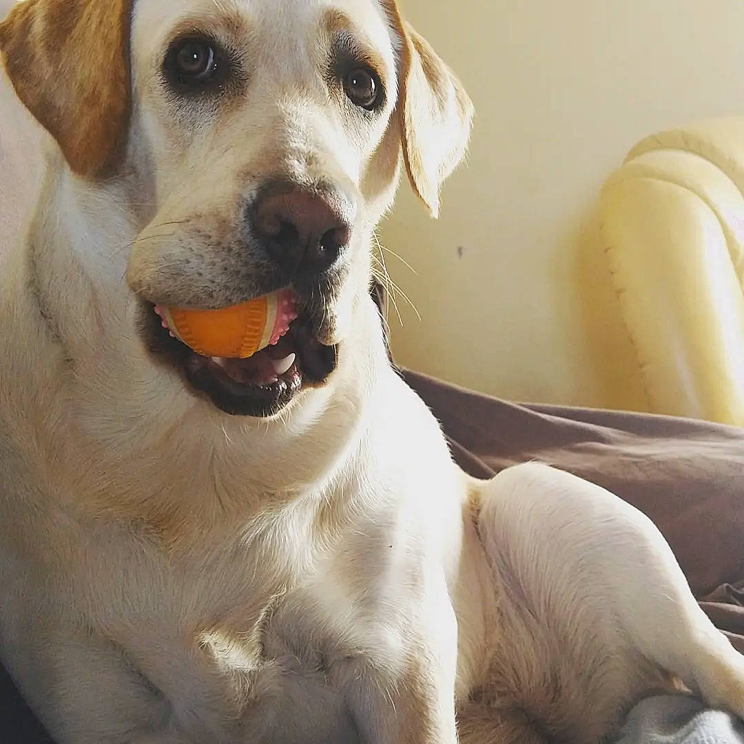 SaÏla participe au concours pour gagner de l'argent avec cette photo : ancient_dog_breeds, canidae, carnivore, collar, comfort, companion_dog, dog, dog_breed, dog_collar, ear, fawn, fur, hunting_dog, non_sporting_group, photography, snout, sporting_group, terrestrial_animal, whiskers, working_animal