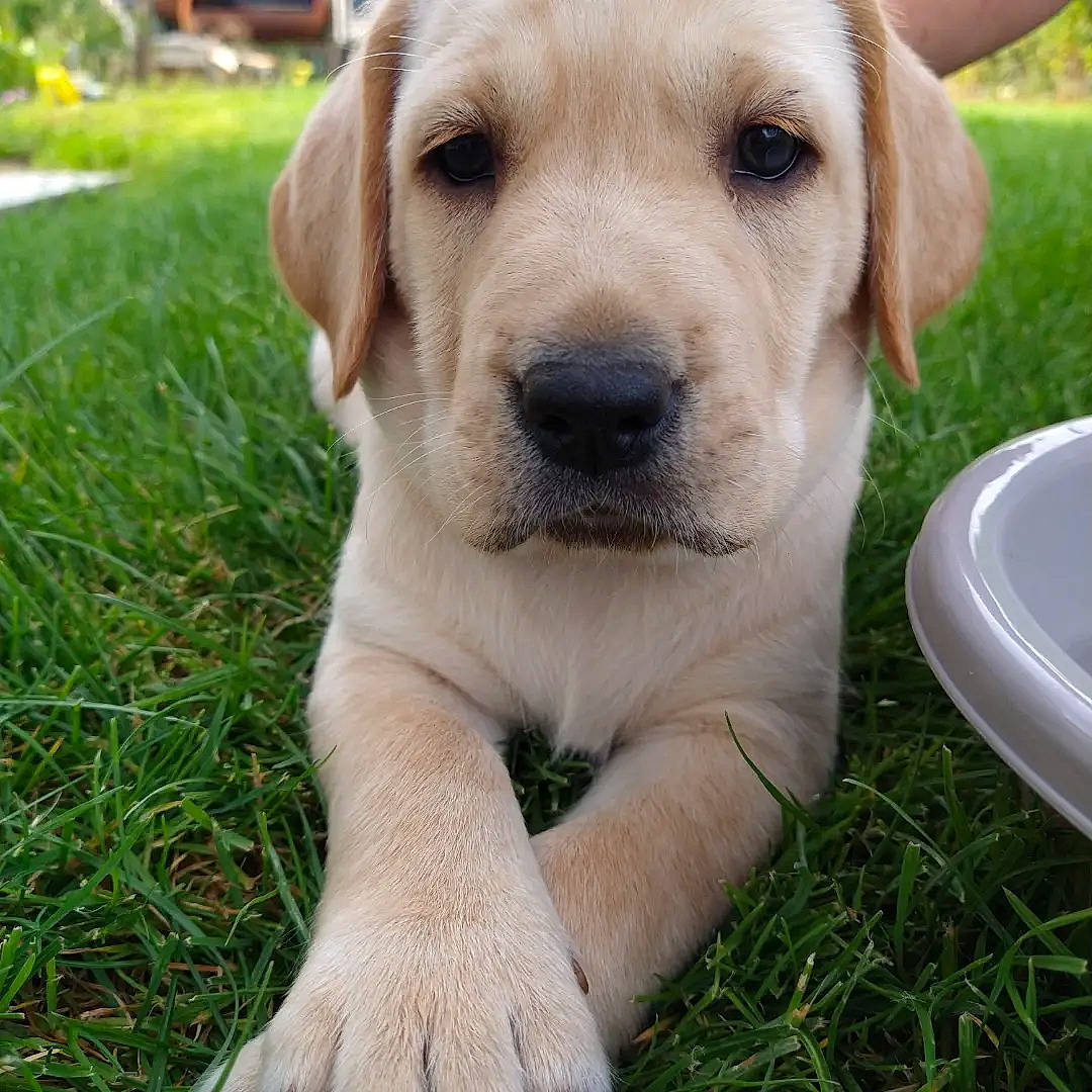 SaÏla a rejoint le concours — aidez-le/la à gagner de superbes lots ! canidae, carnivore, circle, companion_dog, dishware, dog, dog_breed, fawn, grass, hunting_dog, labrador_retriever, plant, serveware, snout, sporting_group, tableware, tail, terrestrial_animal, whiskers, working_animal