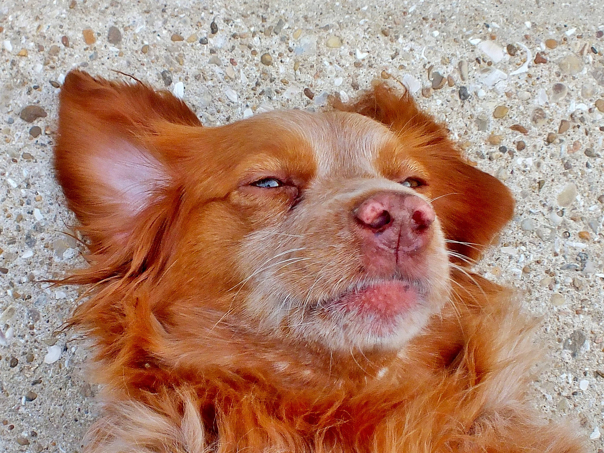 Déesse participe au concours pour gagner de l'argent avec cette photo : canidae, carnivore, close_up, companion_dog, dog, dog_breed, eye, fawn, fur, liver, peach, snout, sporting_group, terrestrial_animal, whiskers, working_animal