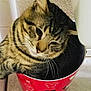 Ser Samwell Pounce is registered to the contest to win money with this photo: cat, tabby_cat, bucket, red_bucket, mickey_mouse_pattern, indoor, curious, pet, animal, whiskers, fur, striped, cute, domestic_cat, close_up, floor, container, head, face, relaxed