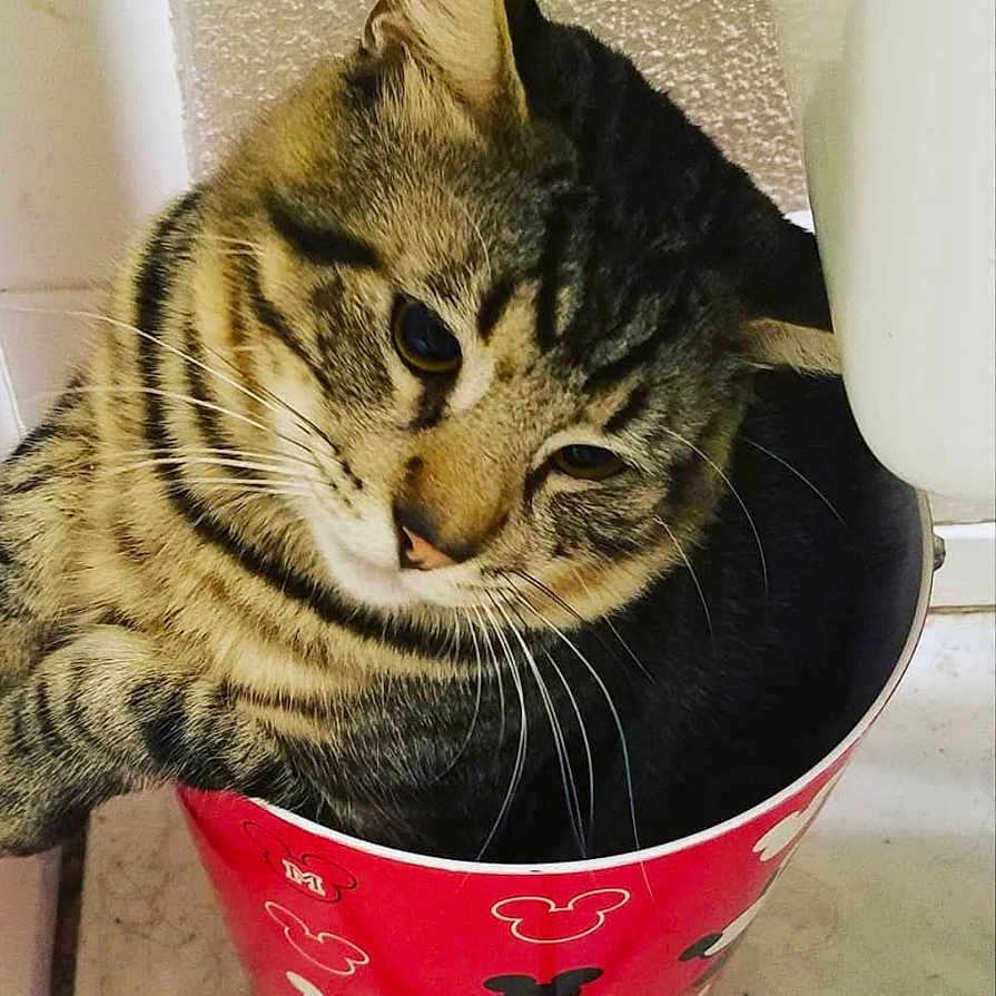 Ser Samwell Pounce is registered to the contest to win money with this photo: animal, bucket, cat, close_up, container, curious, cute, domestic_cat, face, floor, fur, head, indoor, mickey_mouse_pattern, pet, red_bucket, relaxed, striped, tabby_cat, whiskers