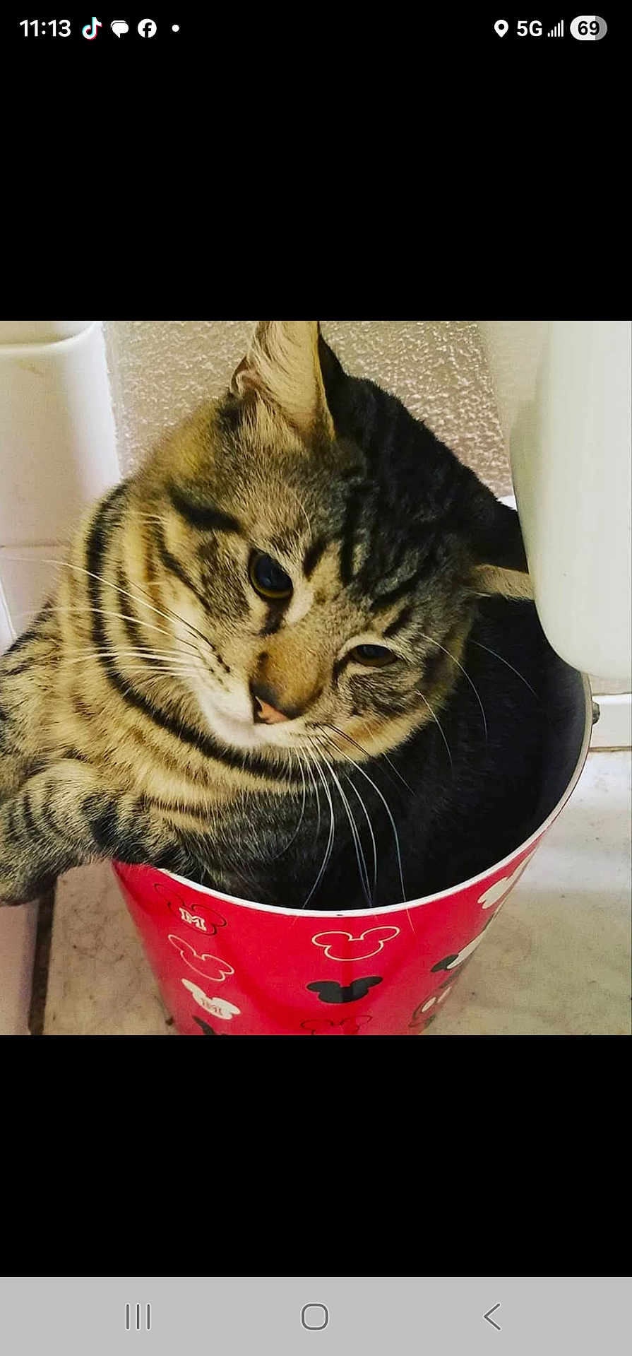 Ser Samwell Pounce is registered to the contest to win money with this photo: cat, tabby_cat, bucket, red_bucket, mickey_mouse_pattern, indoor, curious, pet, animal, whiskers, fur, striped, cute, domestic_cat, close_up, floor, container, head, face, relaxed