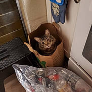 Ser Samwell Pounce joined the competition — help win amazing prizes! cat, one-eyed_cat, paper_bag, kitchen, recycling_bag, cans, bottles, plastic_bag, step_stool, floor, cabinet, door_knob, tabby_cat, pet, indoor, animal, container, recycling, winking_cat, cozy