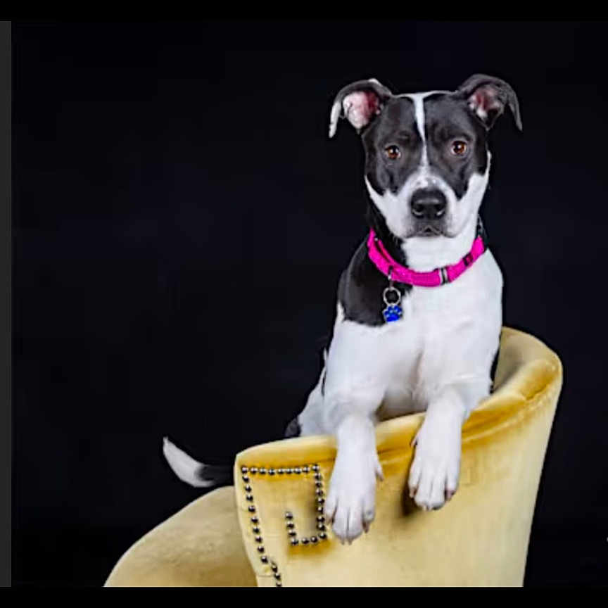 Ellie -The Elephant- is registered to the contest to win money with this photo: animal, attentive, background, black_and_white, calm, canine, chair, collar, cute, dog, domestic_animal, furniture, indoor, looking_at_camera, pet, pink_collar, portrait, seated, studio, yellow_chair