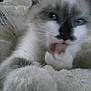 Nounours participe au concours pour gagner de l'argent avec cette photo :