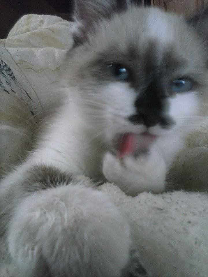 Nounours