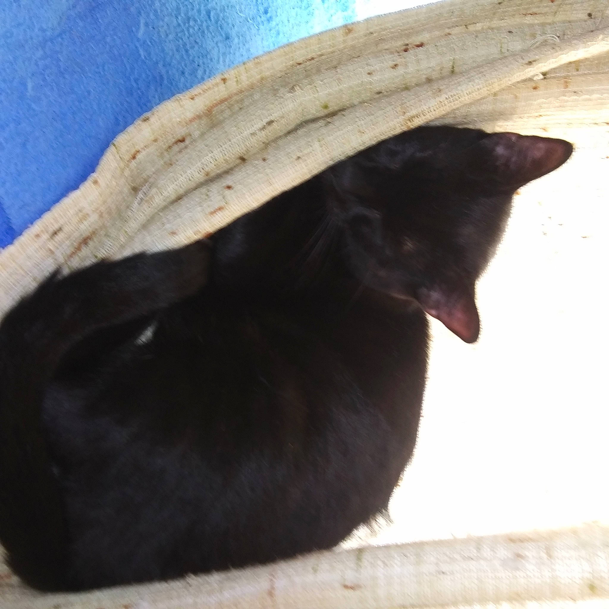 Shadow And Tommy is registered to the contest to win money with this photo: black, black_cat, bombay, carnivore, cat, felidae, fur, small_to_medium_sized_cats, tail, whiskers, wood