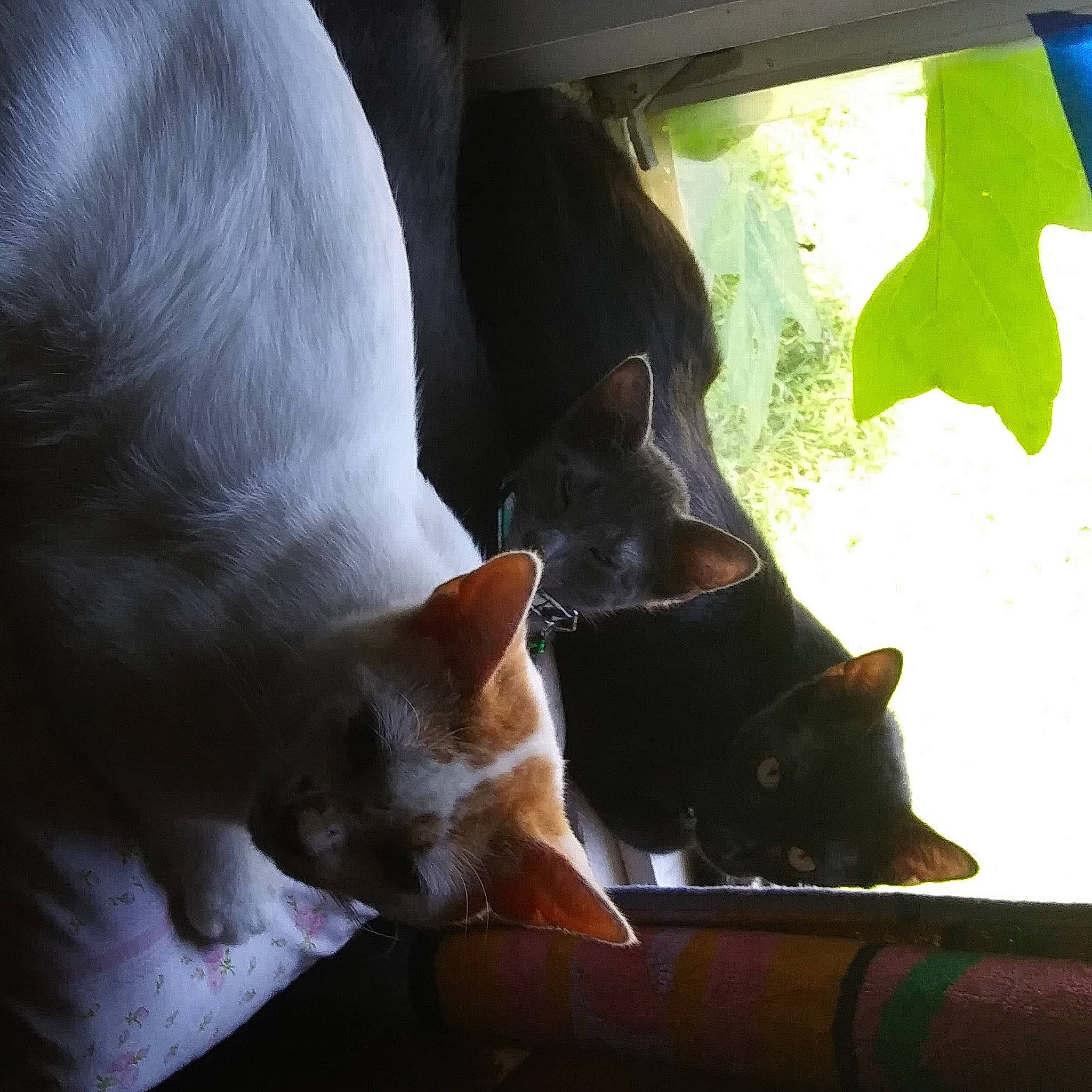 Shadow And Tommy joined the competition — help win amazing prizes! black_cat, carnivore, cat, ear, felidae, kitten, leg, nose, small_to_medium_sized_cats, snout, tail, whiskers, window