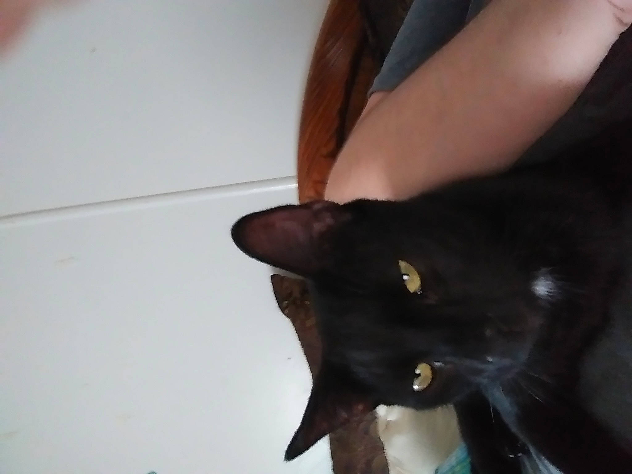 Shadow And Tommy joined the competition — help win amazing prizes! black, black_cat, bombay, burmese, carnivore, cat, ear, felidae, havana_brown, neck, small_to_medium_sized_cats, tail, whiskers