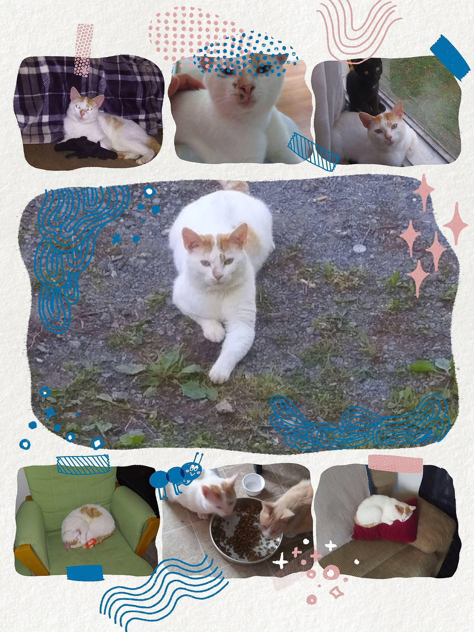 Shadow And Tommy is registered to the contest to win money with this photo: art, cat, collage, fawn, felidae, kitten, small_to_medium_sized_cats