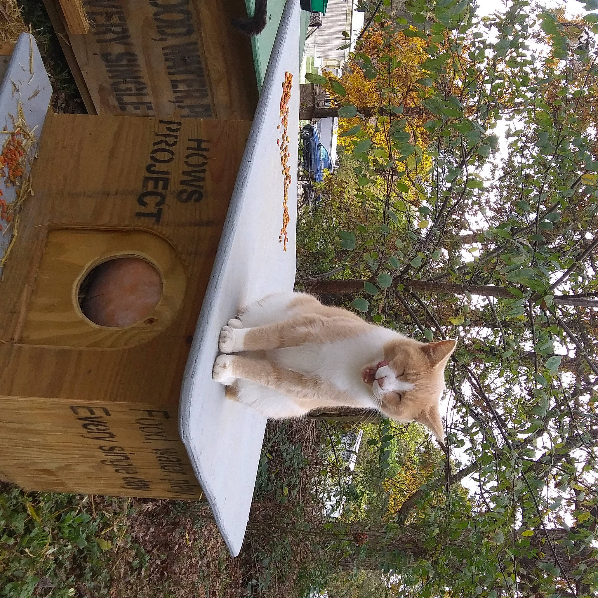 Rose is registered to the contest to win money with this photo: fawn, tree