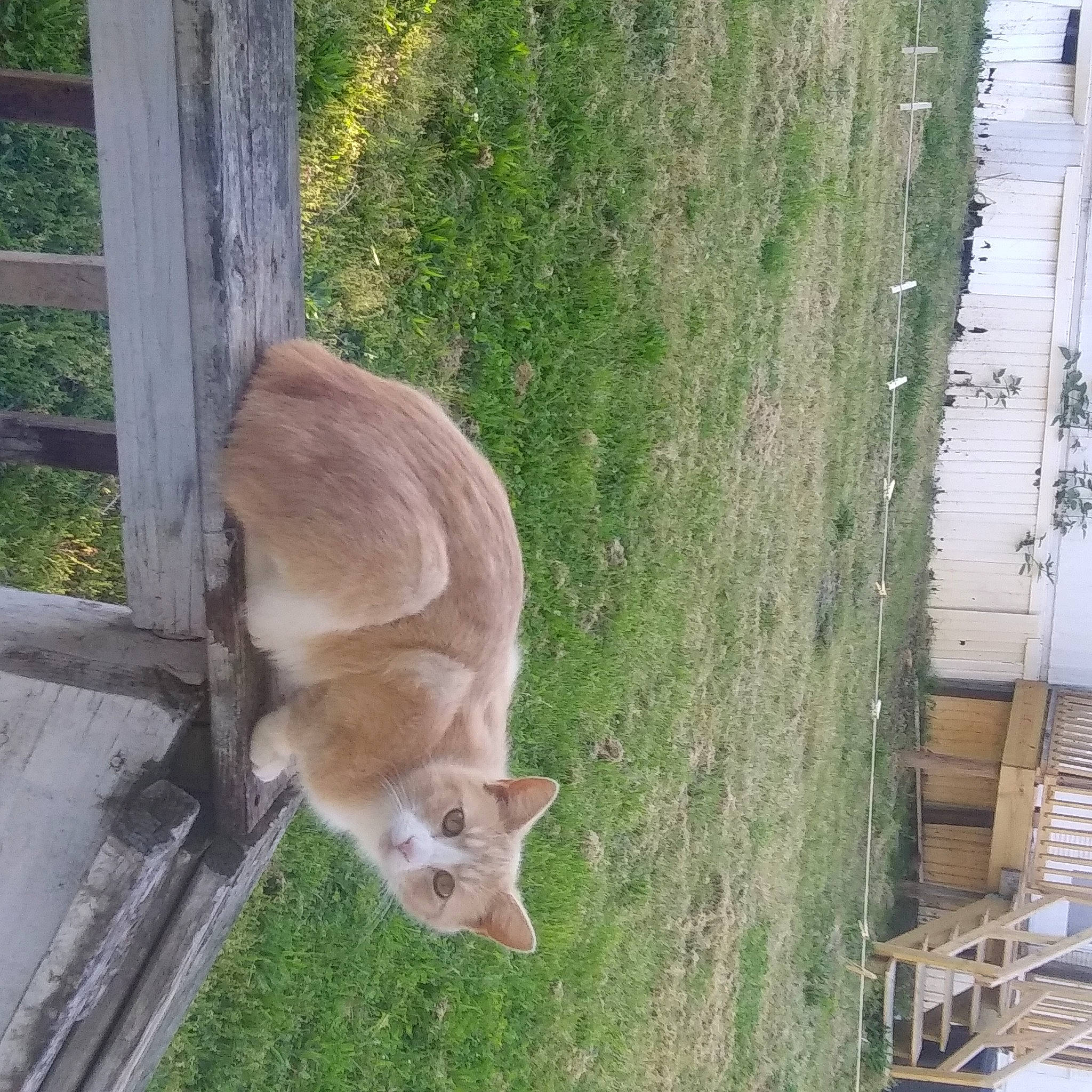 Rose joined the competition — help win amazing prizes! akita, canidae, carnivore, cat, fawn, felidae, fence, fur, plant, small_to_medium_sized_cats, tail, tree, wood