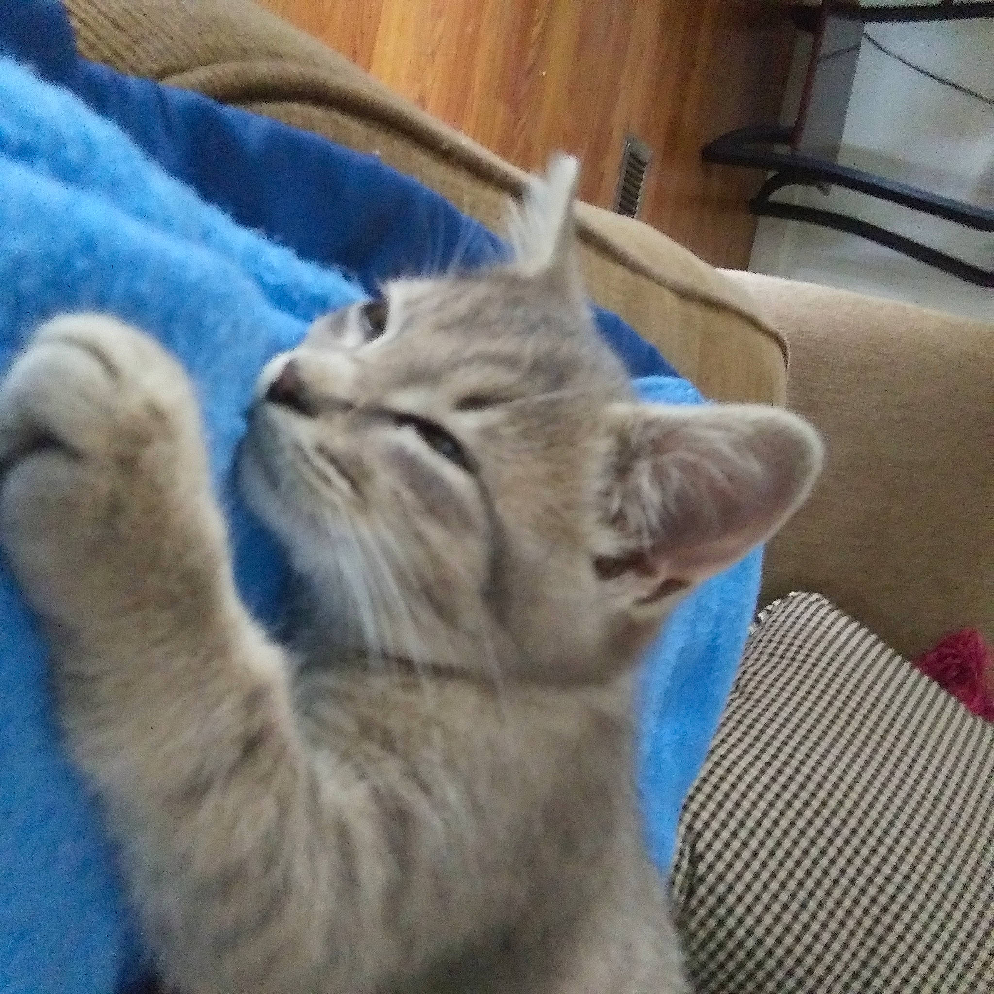 Cupcake is registered to the contest to win money with this photo: american_shorthair, asian, australian_mist, british_shorthair, carnivore, cat, domestic_short_haired_cat, dragon_li, european_shorthair, fawn, felidae, kitten, mammal, munchkin, paw, pixie_bob, polydactyl_cat, small_to_medium_sized_cats, tabby_cat, whiskers