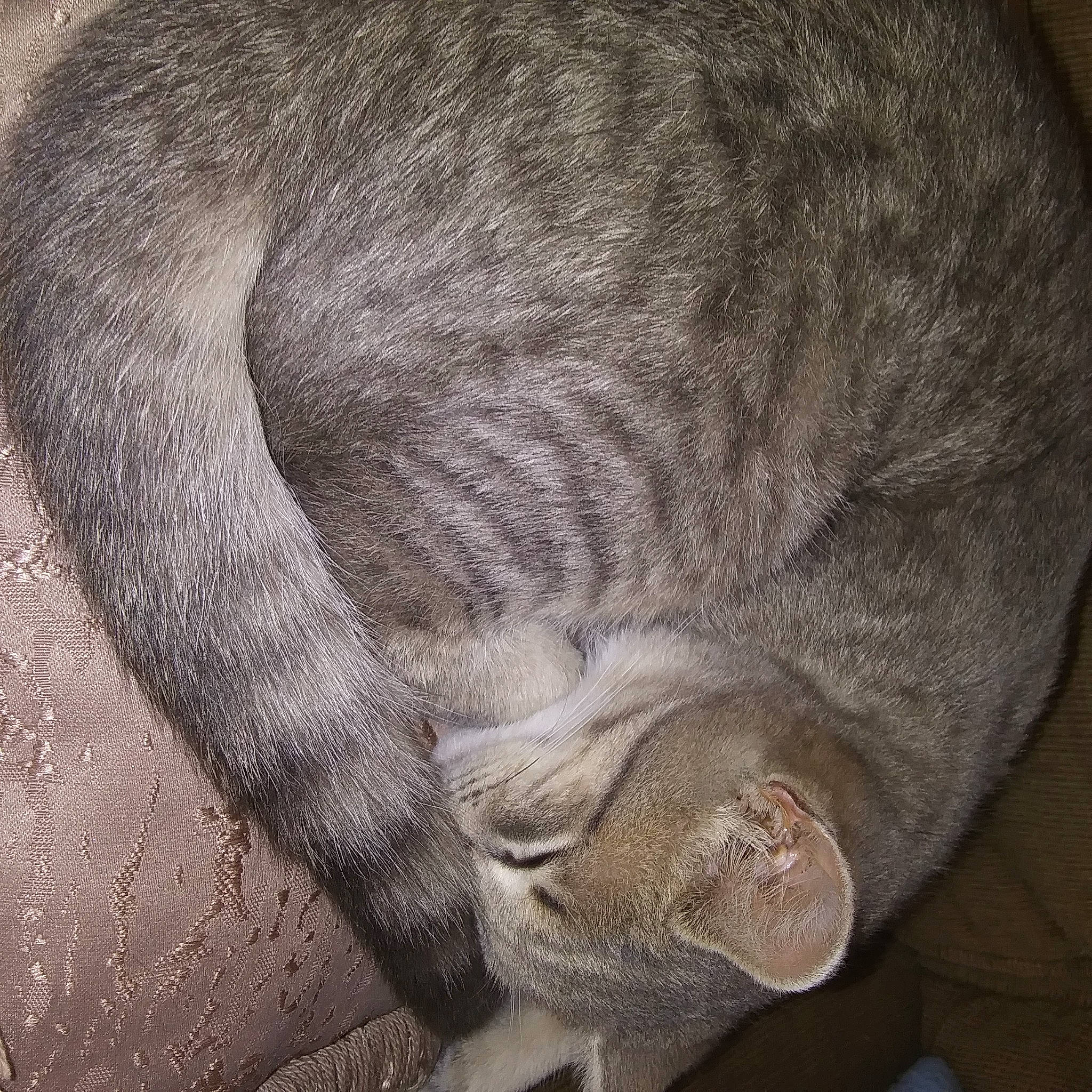 Cupcake is registered to the contest to win money with this photo: british_shorthair, carnivore, cat, ear, eye, fawn, felidae, fur, nap, skin, sleep, small_to_medium_sized_cats, snout, tail, whiskers, wrinkle