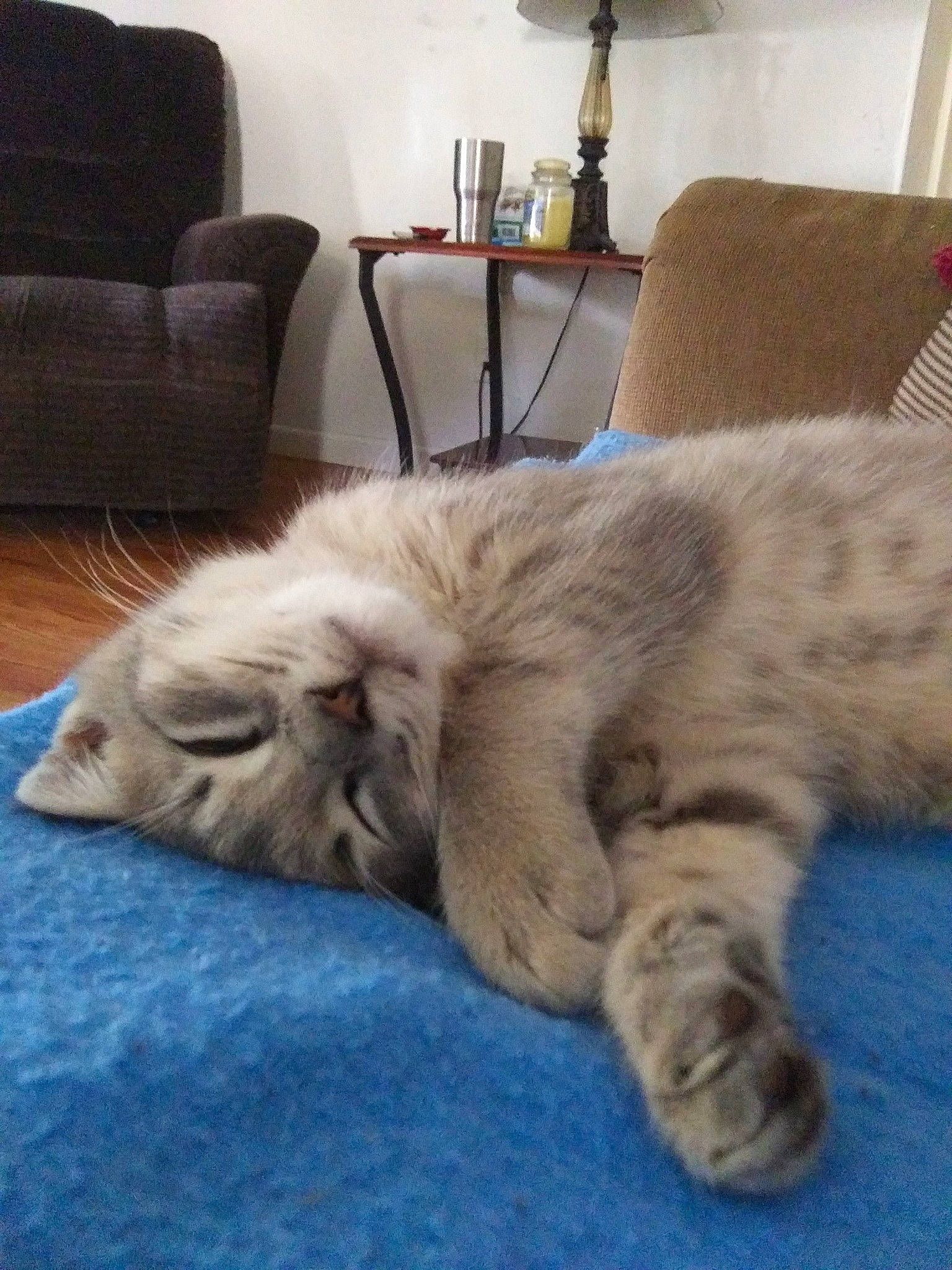 Cupcake is registered to the contest to win money with this photo: british_semi_longhair, carnivore, cat, comfort, european_shorthair, fawn, felidae, fur, kitten, maine_coon, mammal, nap, norwegian_forest_cat, paw, persian, sleep, small_to_medium_sized_cats, tabby_cat, whiskers