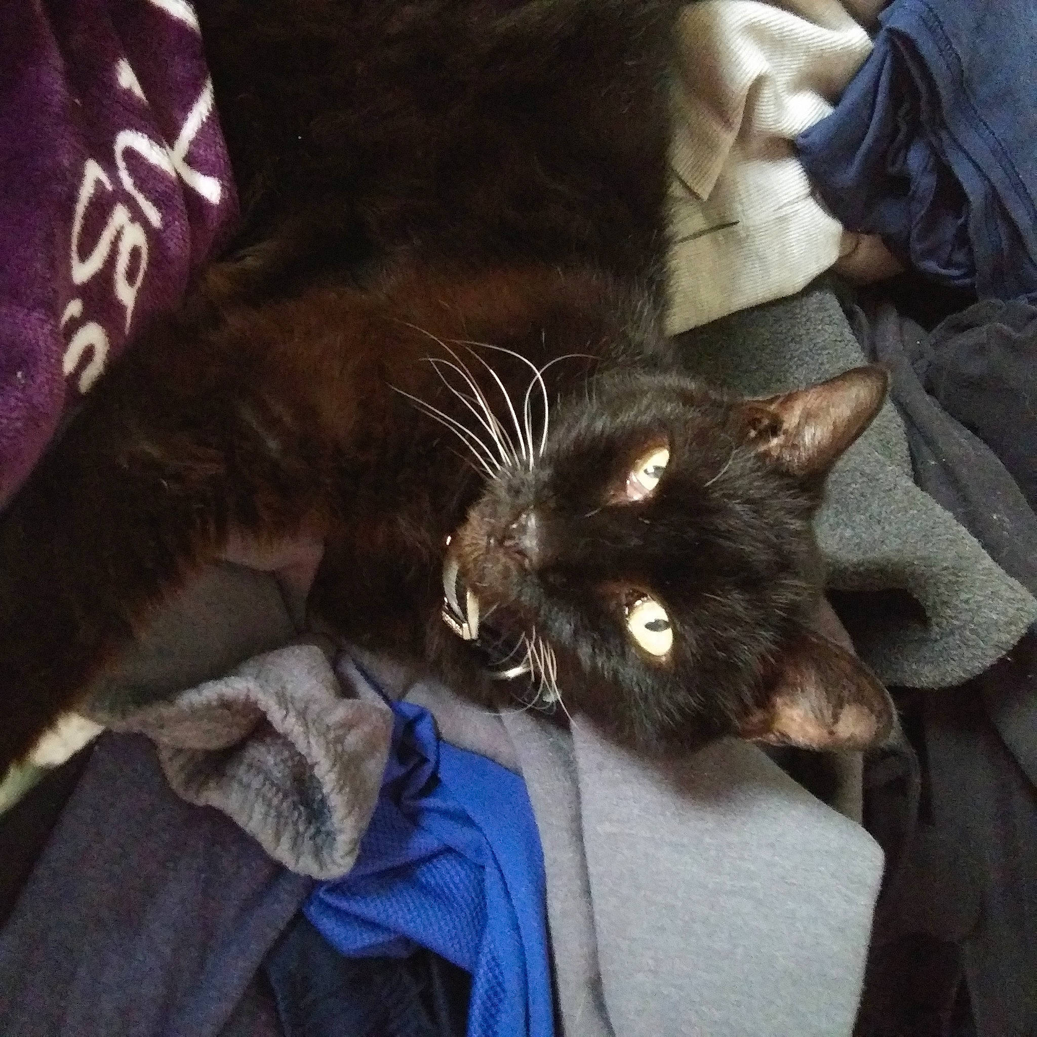 Precious joined the competition — help win amazing prizes! asian, black_cat, carnivore, cat, domestic_short_haired_cat, felidae, fur, havana_brown, korat, nebelung, small_to_medium_sized_cats, whiskers